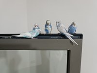 5 adet muhabbet kuşu