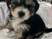 En güzel morkie bebekleri