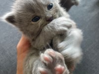 Scottish fold yavrularımız yeni yuvalarını bekliyor