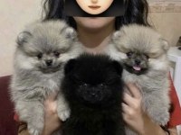 Pomeranian Boo Pomeranian Gülen Yüz Erkekler