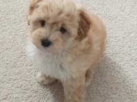 Sahibinden Maltipoo Köpeğimiz İçin Ulaşın