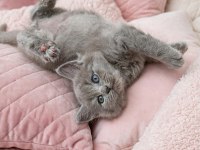 British Shorthair Fawn Nadir Renk A+ Kalite