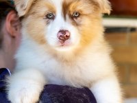 Çok güzel ve kaliteli border collie yavruları