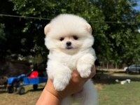 Pomeranian boo köpeğimiz