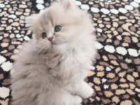 British shorthair ve longhair
