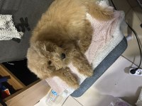 4 aylık toy poodle erkek uygun fiyata vereceğim