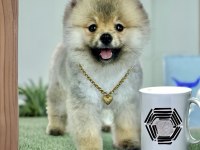 Antalyada 3 aylık erkek ve dişi pomeranian boo