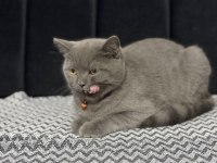 Minik British Shorthair Dostumuza Yuva Arıyoruz