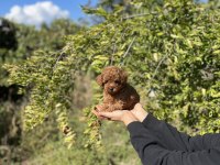 Kore Kan Toy Poodle Bebekler