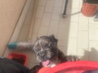 Güzeller güzeli merle french bulldog bebeğimiz