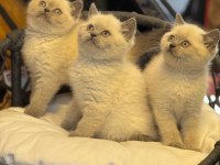 MÜKEMMEL BİRİTİSH BLUE POİNT BEBEKLERİMİZ BAKIRKÖY
