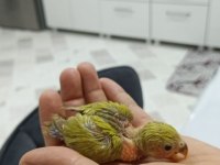 EL BESLEME SEVDA PAPAĞANI BEBELER