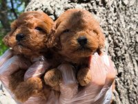 Red toy poodle bebekler