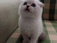 Güzel Scottish Fold Kızım 29 Ağustos Doğumlu Blue Point