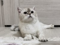 17 Aylık British Shorthair Silver Point Dişi