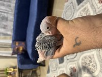 Bebek alexander