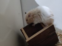 SURİYE TEDDY BEAR ERKEK VE DİŞİ HAMSTER