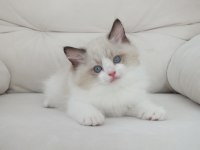 Ragdoll yavruları