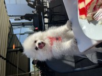 Pomeranian köpek 4AYLIK