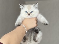 A Kalite British Shorthair Yavrum