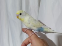 Evcil Muhabbet Kuşu Erkek
