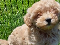 Maltipoo Yavruları Sizleri Bekliyor  