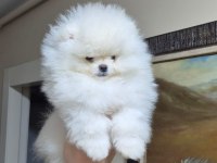 ÜST KALİTE KAR BEYAZ POMERANİAN BOO ERKEK