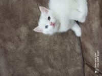Ücretsiz sahiplendirme british shorthair