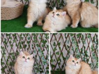 Safkan çok cana yakın british longhair bebekler