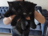 Yavru kedim british shorthair