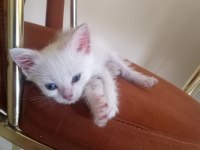Yavru kedilerim sahiplendiriyorum mama karşılığında