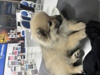 Tilki Suratlı Pomeranian Boo