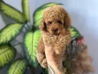 POODLE BEBEKLERİ