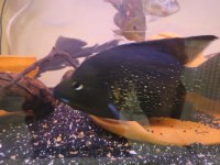 Pollenı Paratilapia Chıcled Balığı