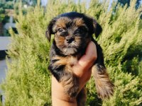 Teacup bardak boy yorkshire terrier yavruları