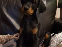 Eğitim Ve Bakım Destekli Doberman
