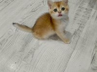 Minicik british shorthair bebişlerim