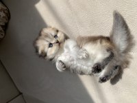 1 Aylık Scottish Fold Shorthair 3 Erkek Yavru