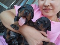 Şecereli doberman yavrularımız