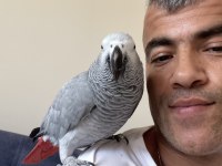 Full evcil jako papağanı