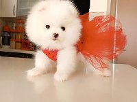 Dişi yavru pomeranian boo sahibini bekliyor