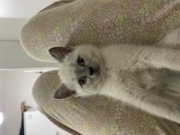Blue point erkek yavru british shorthair