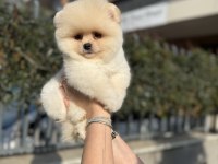 Ayı Surat Pomeranian Boo Yavrularımız