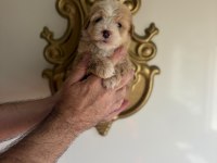 POODLE GUZELLIKLER