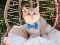 Blue Golden British Shorthair Ayı Kafa Erkek Yavru