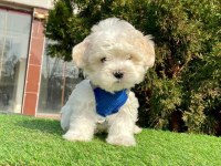 Kaliteli Maltese Terrier Yavrularımız Dişi Erkek