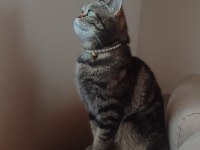 Scottish Straight Golden Tabby
