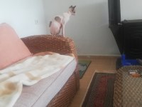 Yavrular ak için erkek sfenks