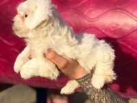 Orjinal minik maltese bebekler