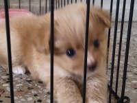Pomeranian Dişi Mikro İmperium